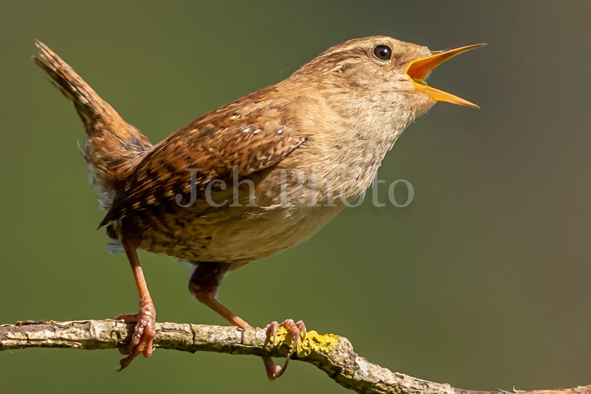 Wren