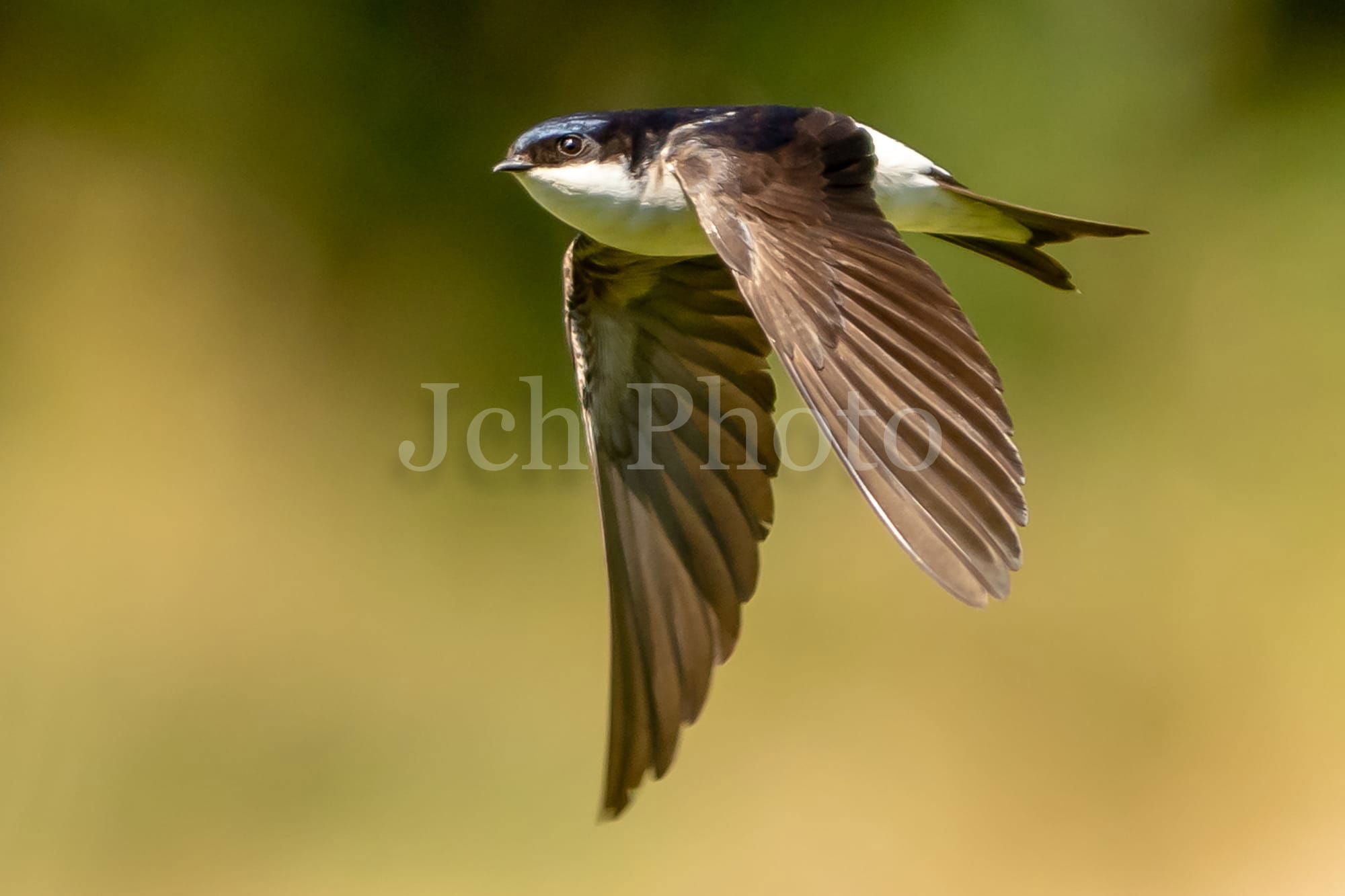 House Martin