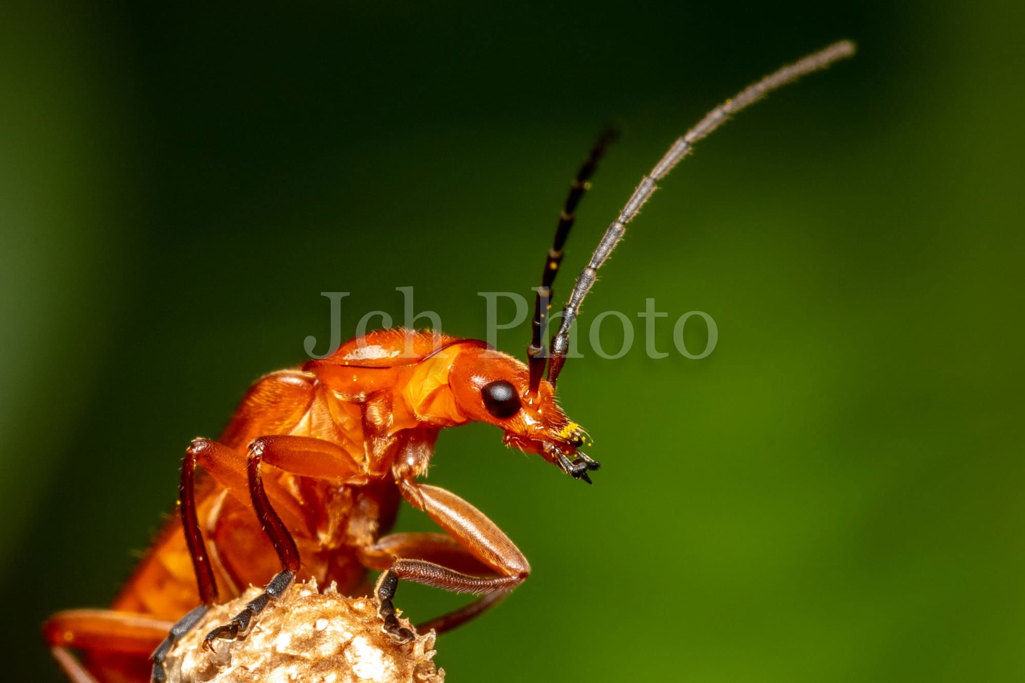 Common Red soldier beetle