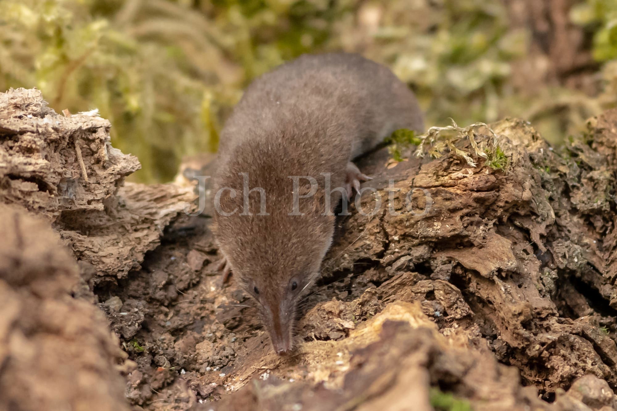 Pygmy shrew