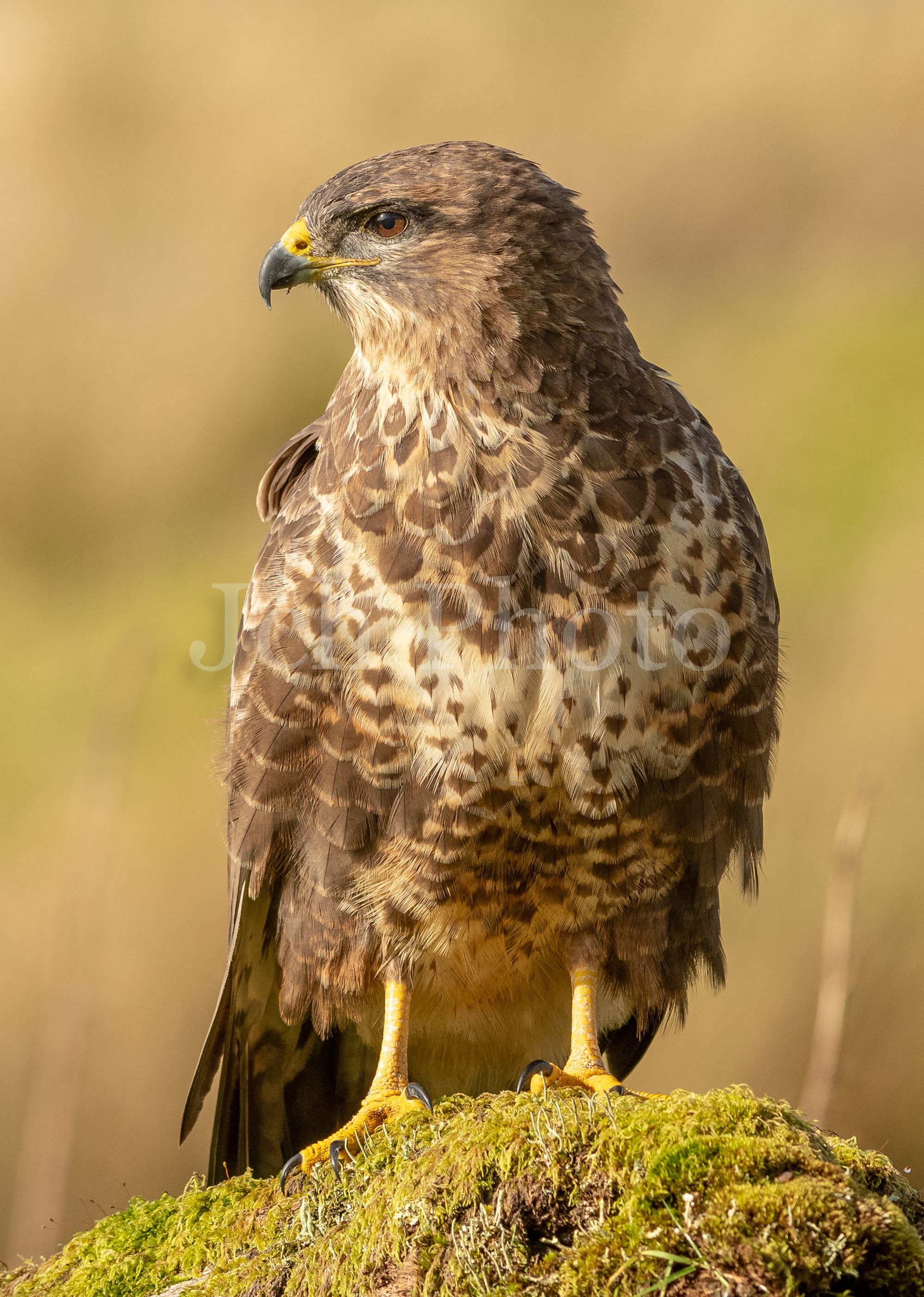 Common Buzzard