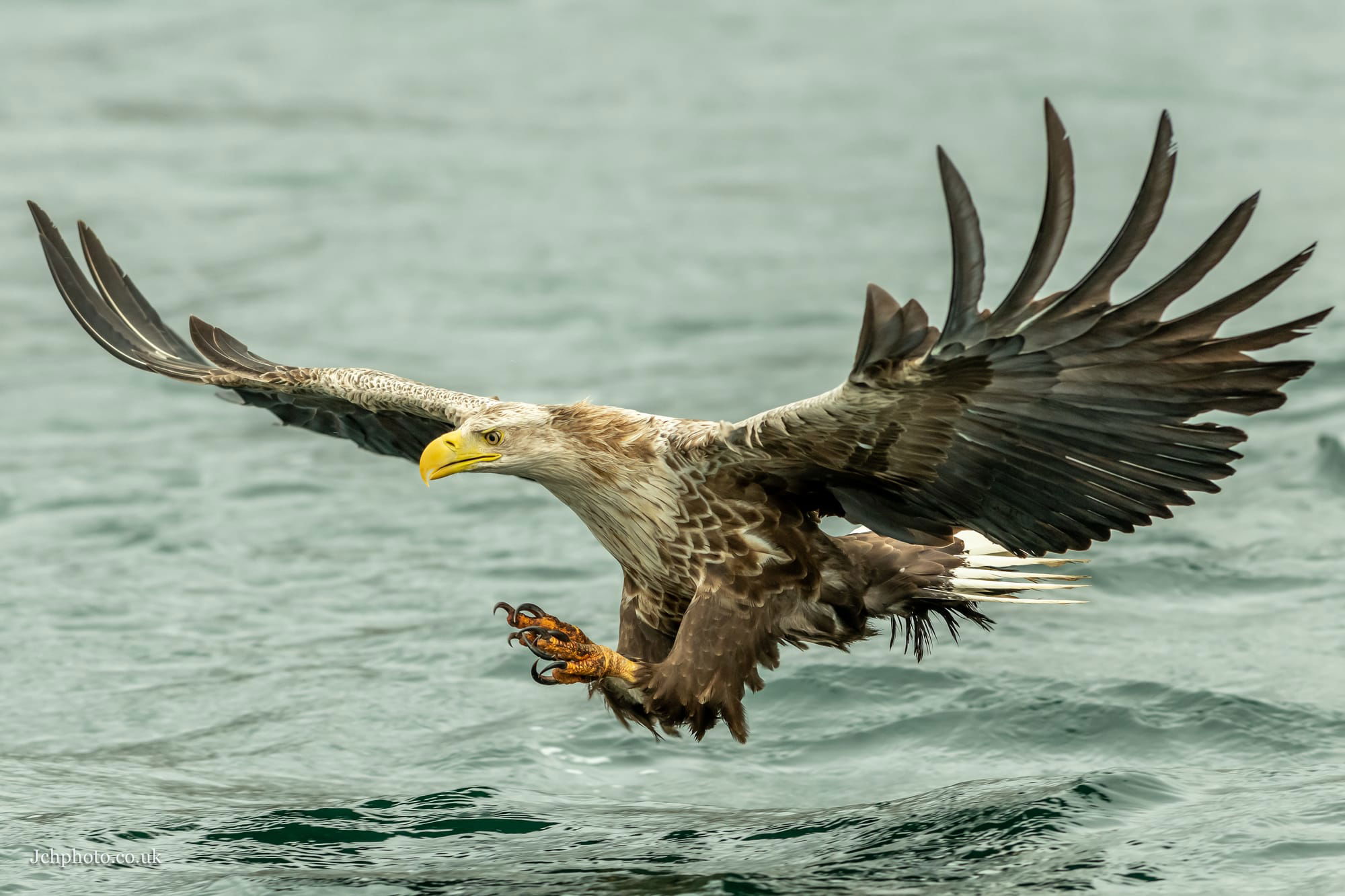 White Tailed Eagle