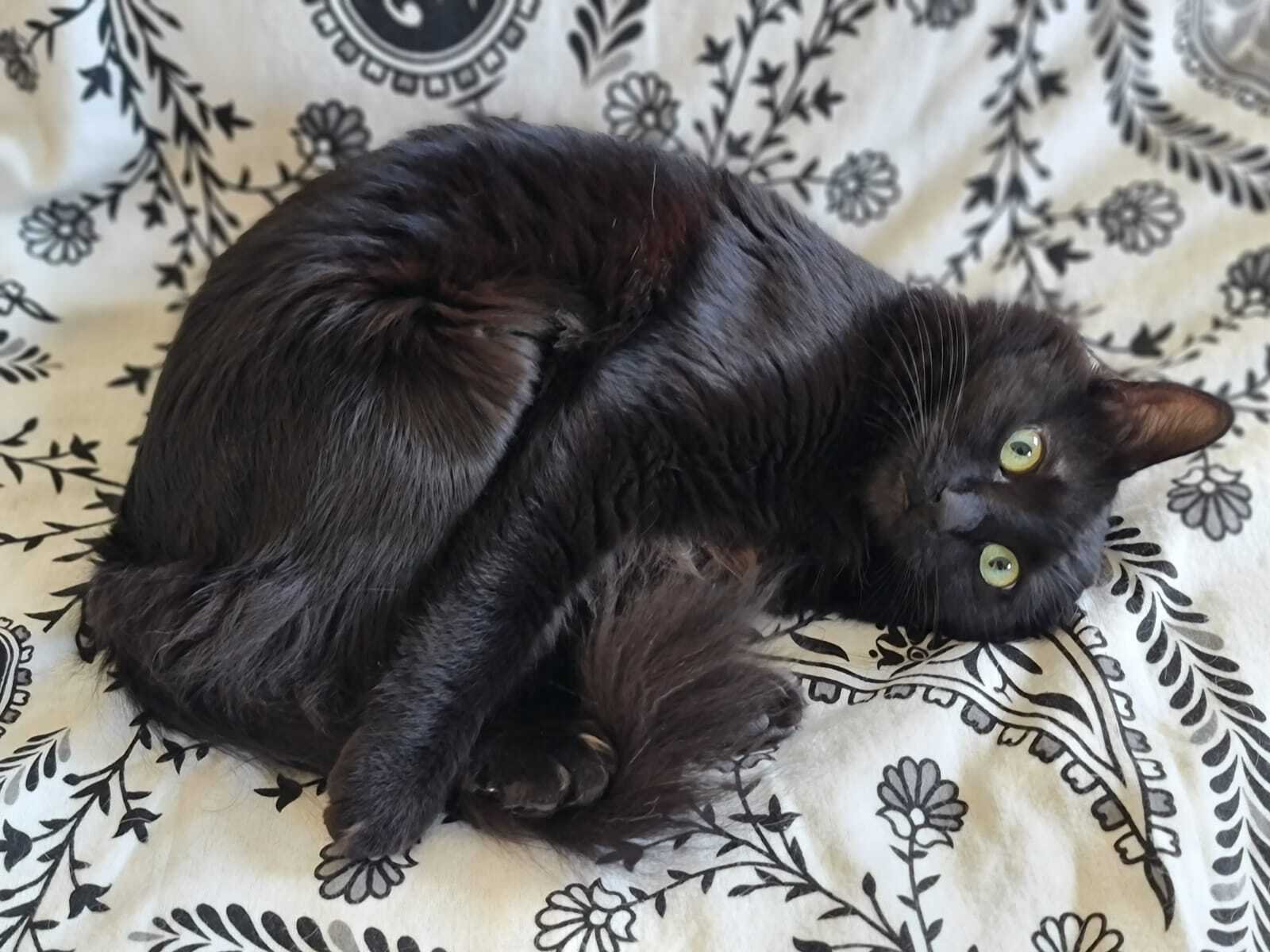 איזבל, סכמת' - חתולה שחורה  ותשע נשמות