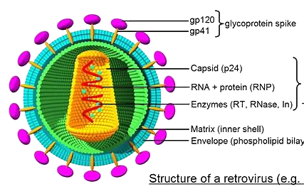 Retroviruses