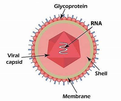 Poliovirus