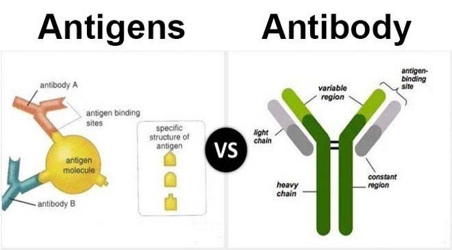 Average Antibody Response to Infection