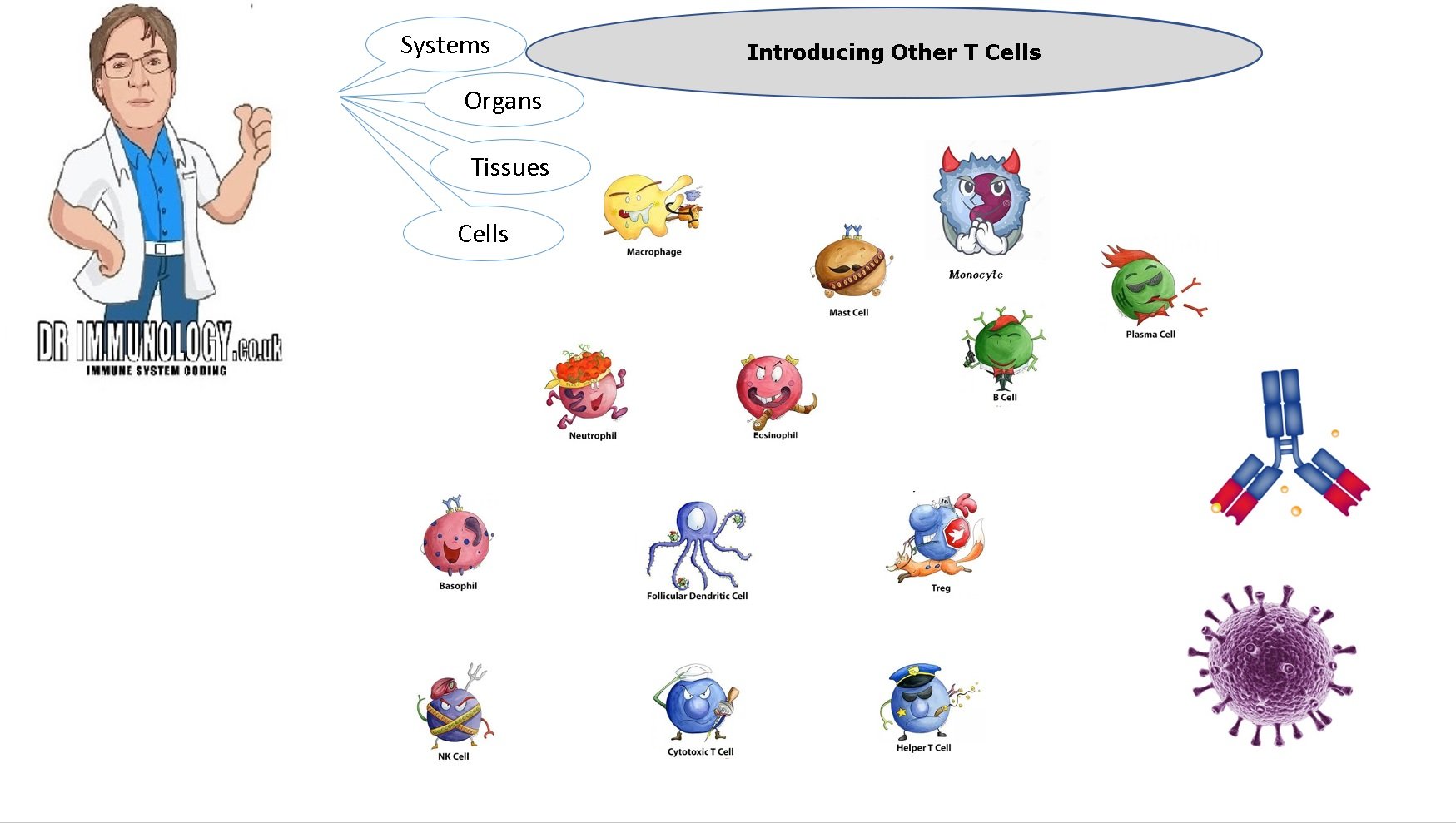 Understanding T cells