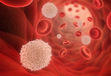 Types of Blood Cells - (Erythrocytes / Leukocytes)