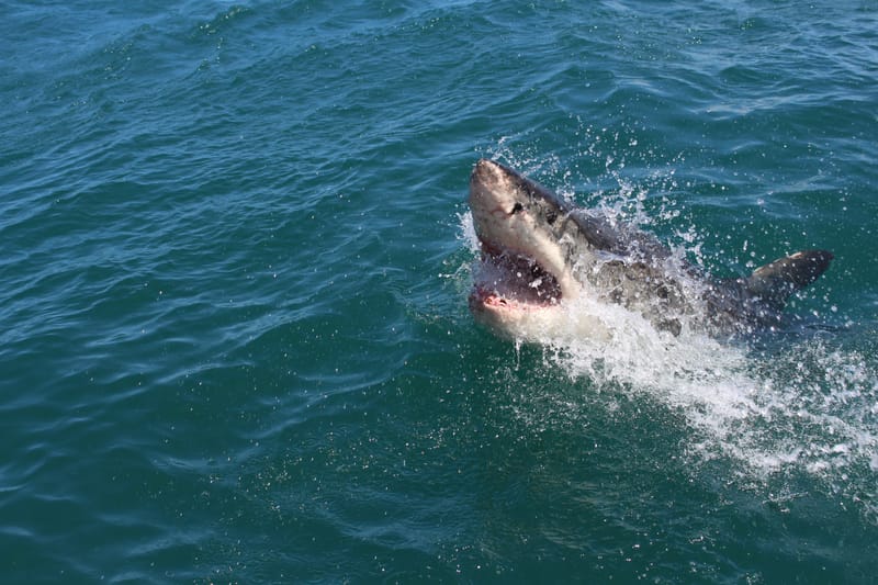 The sequel of this mystery - What Ate Shark Alpha