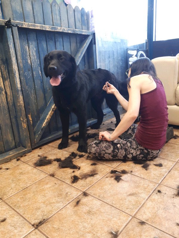 best friends grooming