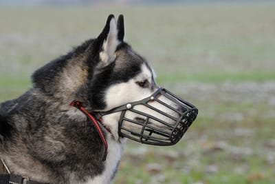 best friends muzzle