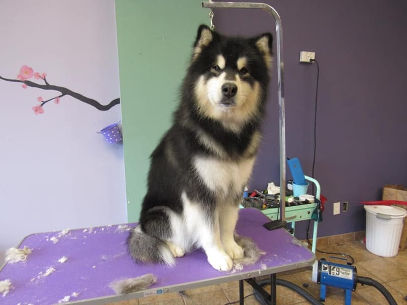 Brilliant Best Friends Dog Grooming, Training & Playschool