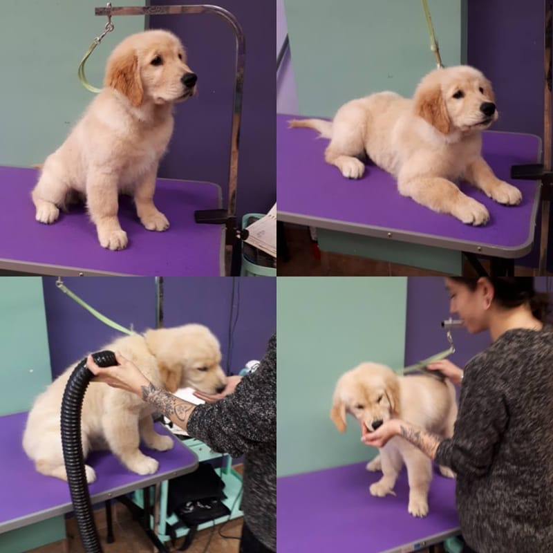 Brilliant Best Friends Dog Grooming, Training & Playschool