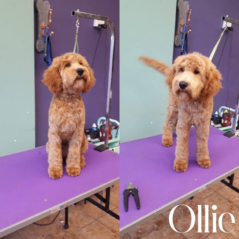 Brilliant Best Friends Dog Grooming, Training & Playschool