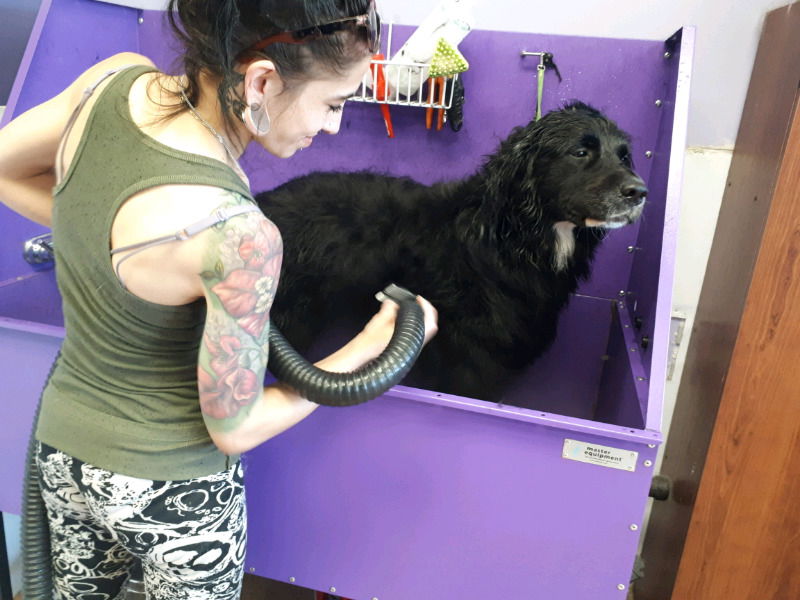 Brilliant Best Friends Dog Grooming, Training & Playschool