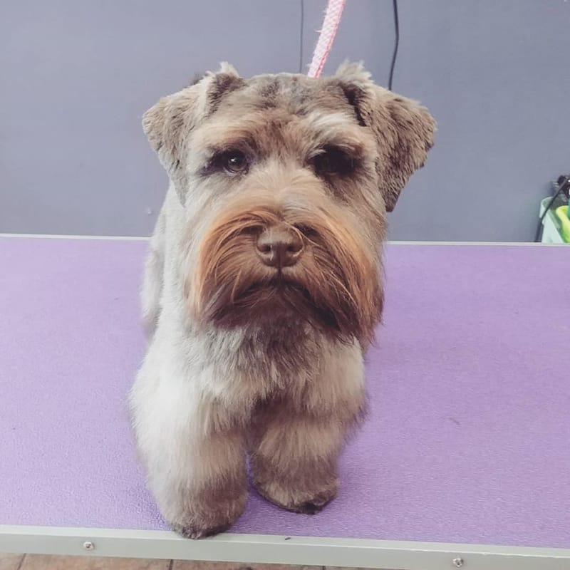 Brilliant Best Friends Dog Grooming, Training & Playschool