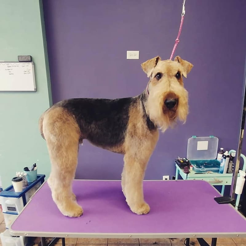 Brilliant Best Friends Dog Grooming, Training & Playschool