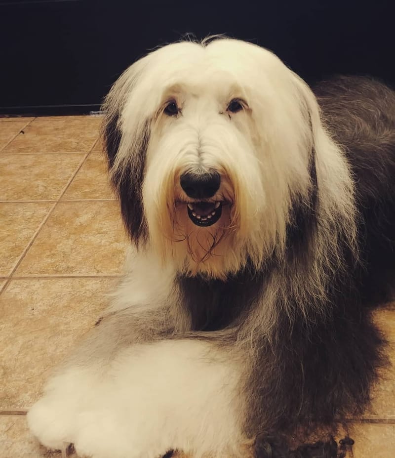 Brilliant Best Friends Dog Grooming, Training & Playschool