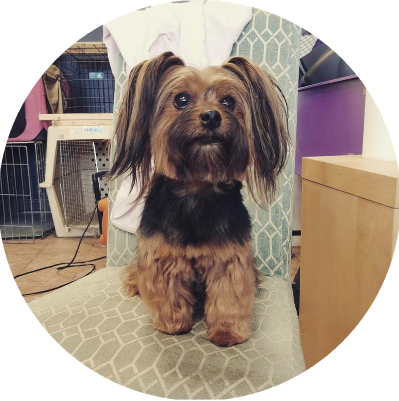 Brilliant Best Friends Dog Grooming, Training & Playschool