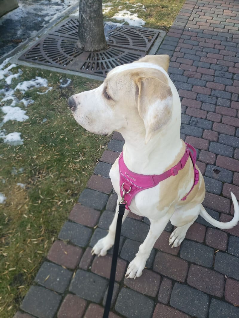 Brilliant Best Friends Dog Grooming, Training & Playschool