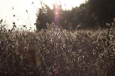 שיכורה מקרני רוח