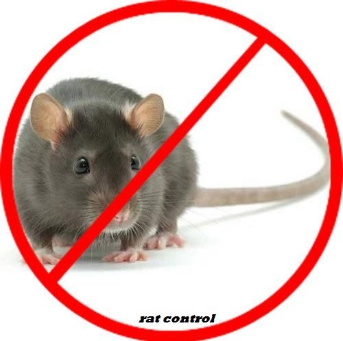 Rats & Rodents Control