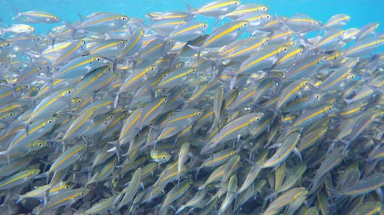 Banco de peces - Yellowstripe Scad
