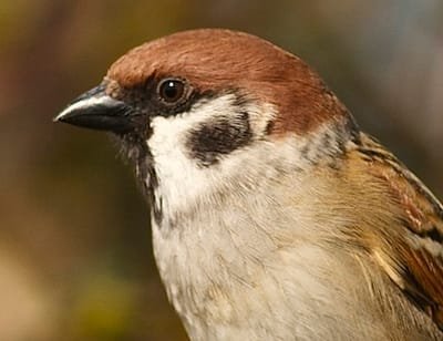 Helping Tree Sparrows