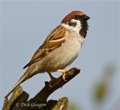 Tree Sparrow Forum