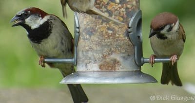 House or Tree Sparrow? image