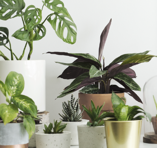 PLANTAS  DE INTERIOR