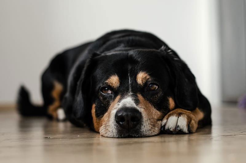Reasons to Seek Treatment for Your Dog