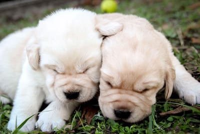 Available Puppies image
