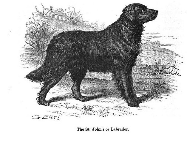 The History Of The Labrador Retriever