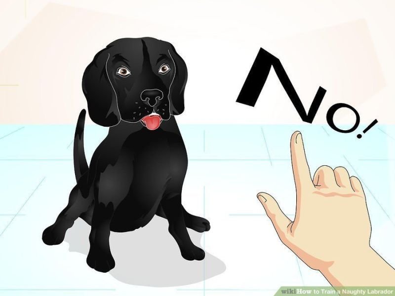 How To Properly Train You Pup