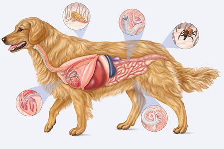 Parasites in Dogs