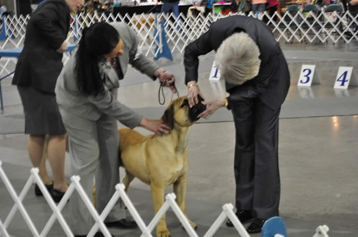 AKC Events Where To Begin Penny Lane Labradors