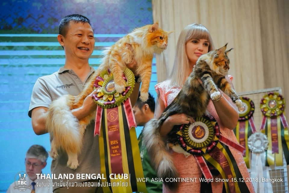 Tigercooncat Maine coon / MAINE COON CATTERY IN THAILAND. ฟาร์มแมวเมนคูนแท้ สายเลือดแชมป์