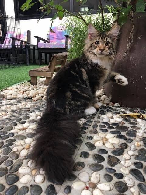 Tigercooncat Maine coon Cattery / MAINE COON THAILAND /MAINE COON KITTEN /MAINE COON KITTEN AVAILABLE FOR SALE  ฟาร์มแมวเมนคูนแท้ สายเลือดแชมป์ / ลูกแมวเมนคูนแท้