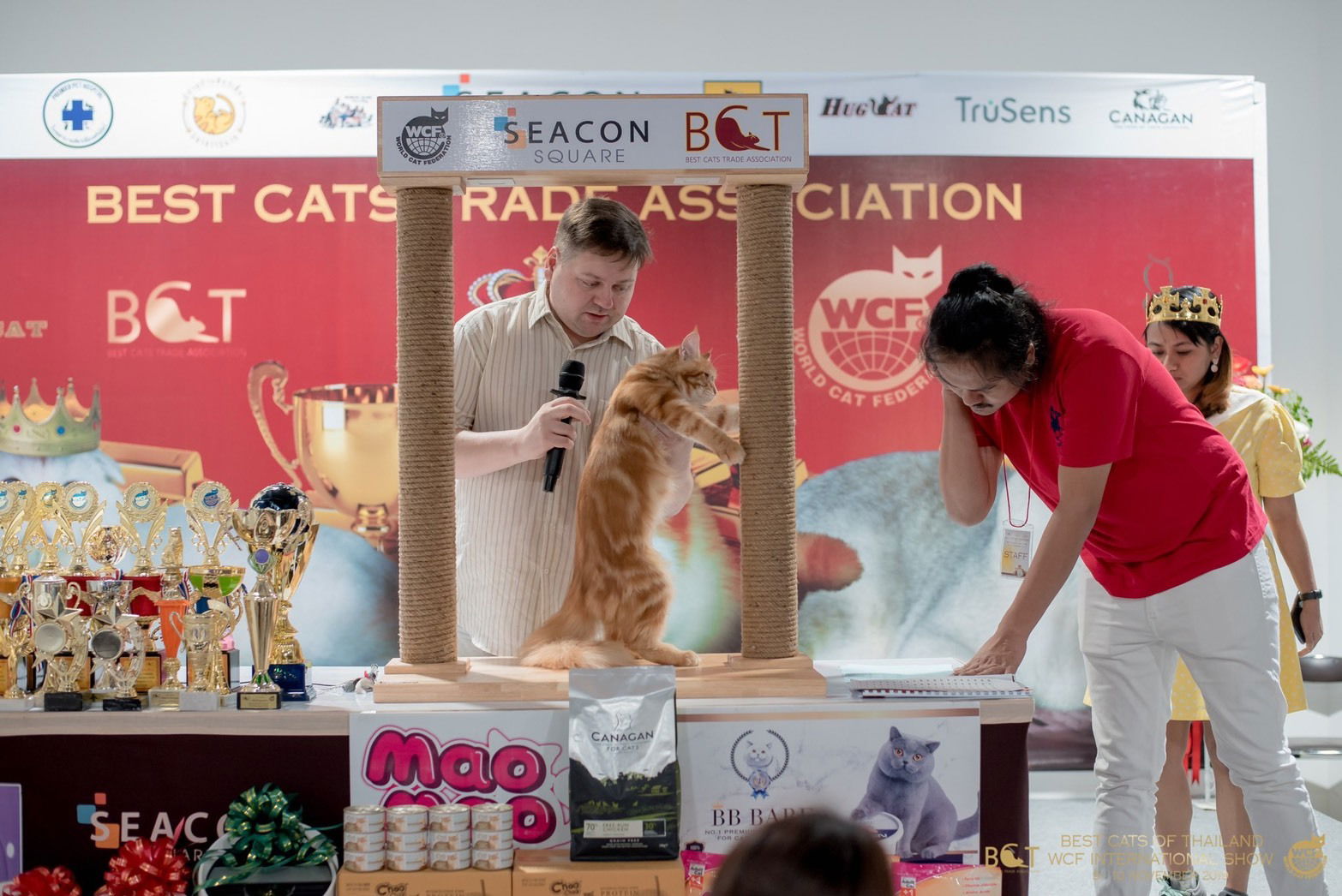 Tigercooncat Maine coon / MAINE COON CATTERY IN THAILAND. ฟาร์มแมวเมนคูนแท้ สายเลือดแชมป์