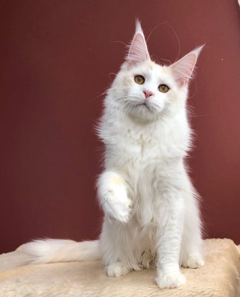 Breed Standard Maine coon (WCF)