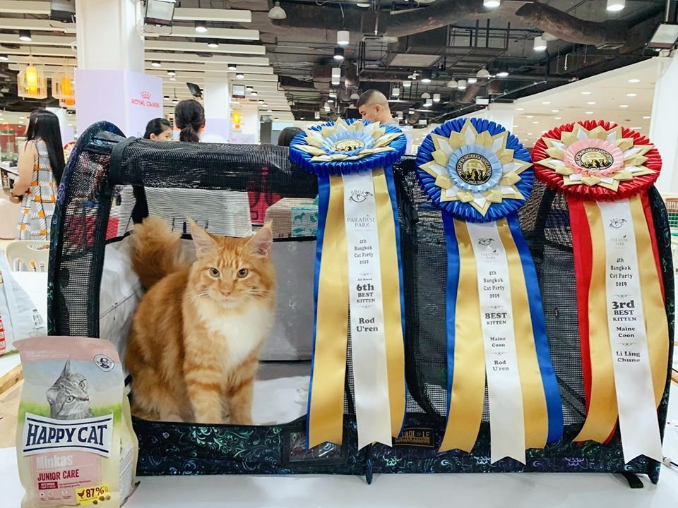 งานประกวดมาตราฐาน CFA ในงาน CFA International Cat Show 2019