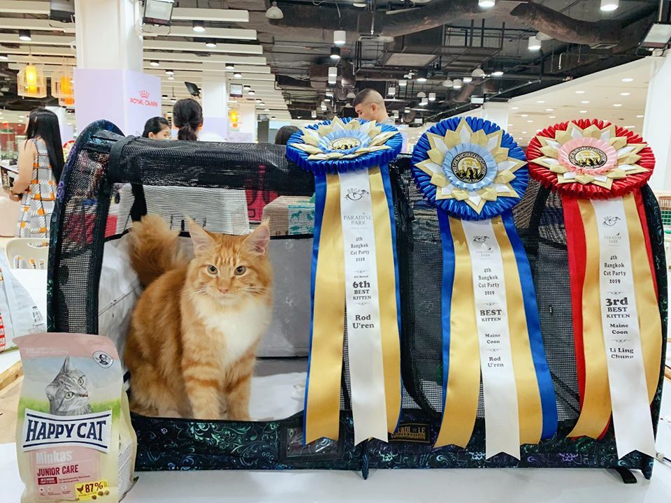 CFA CFA International Cat Show 2019 Tigercooncat CFA CFA International Cat Show 2019 Tigercooncat