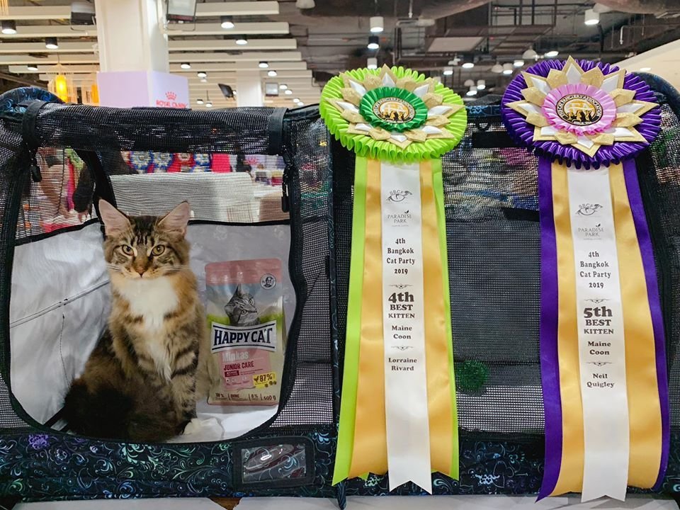 Tigercooncat Maine coon / MAINE COON CATTERY IN THAILAND. ฟาร์มแมวเมนคูนแท้ สายเลือดแชมป์
