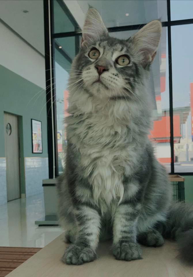 Tigercooncat Maine coon / MAINE COON CATTERY IN THAILAND. ฟาร์มแมวเมนคูนแท้ สายเลือดแชมป์