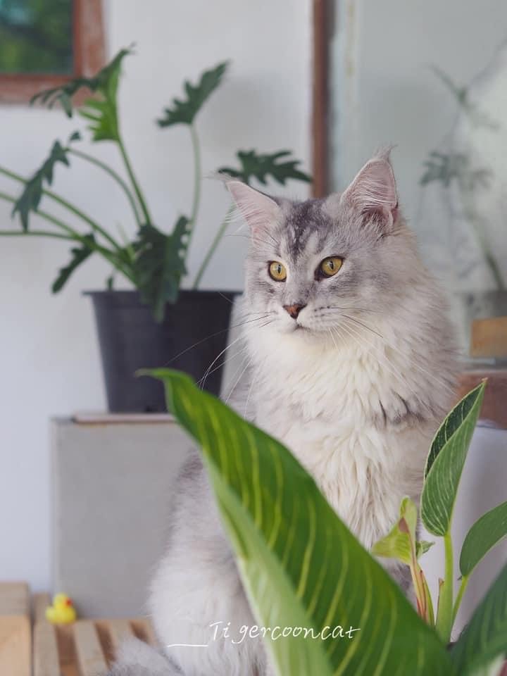 Tigercooncat Maine coon Cattery / MAINE COON THAILAND /MAINE COON KITTEN /MAINE COON KITTEN AVAILABLE FOR SALE  ฟาร์มแมวเมนคูนแท้ สายเลือดแชมป์ / ลูกแมวเมนคูนแท้
