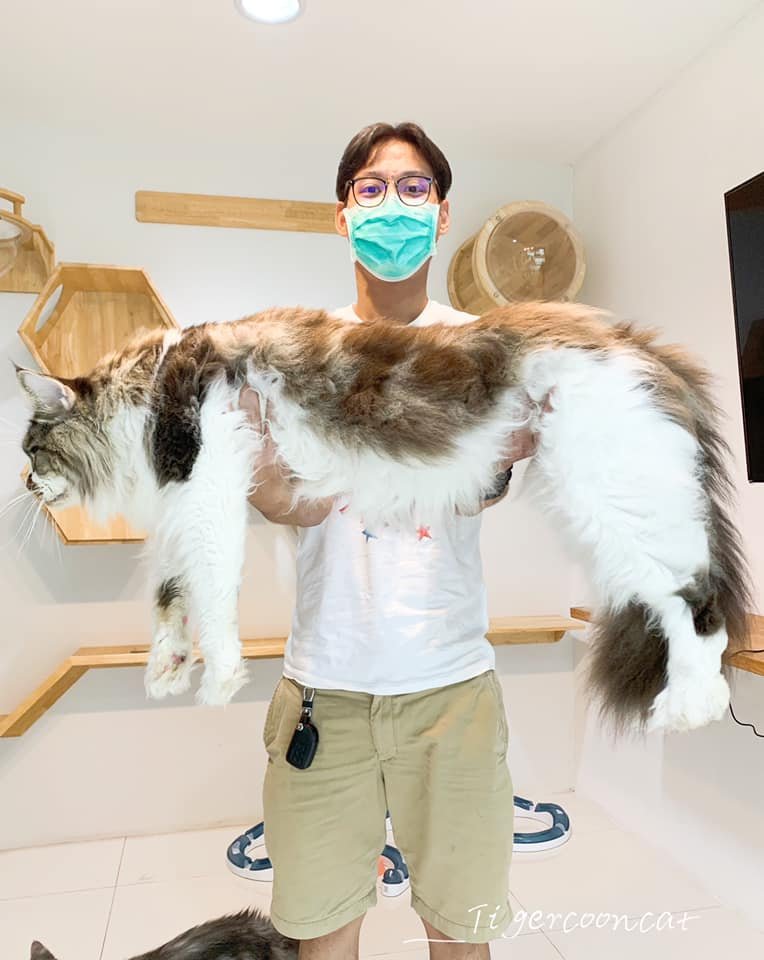 เมนคูน !! แมวอะไรตัวใหญ่จังเลย