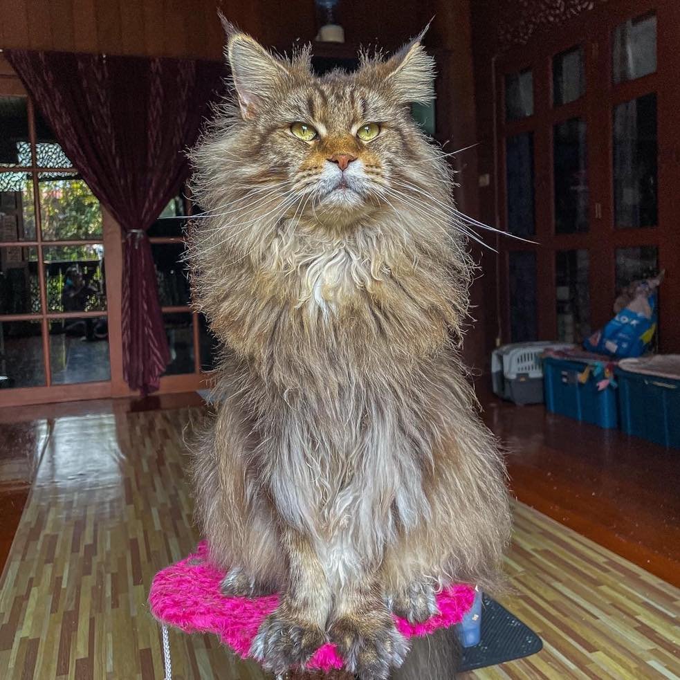 Tigercooncat Maine coon / MAINE COON CATTERY IN THAILAND. ฟาร์มแมวเมนคูนแท้ สายเลือดแชมป์