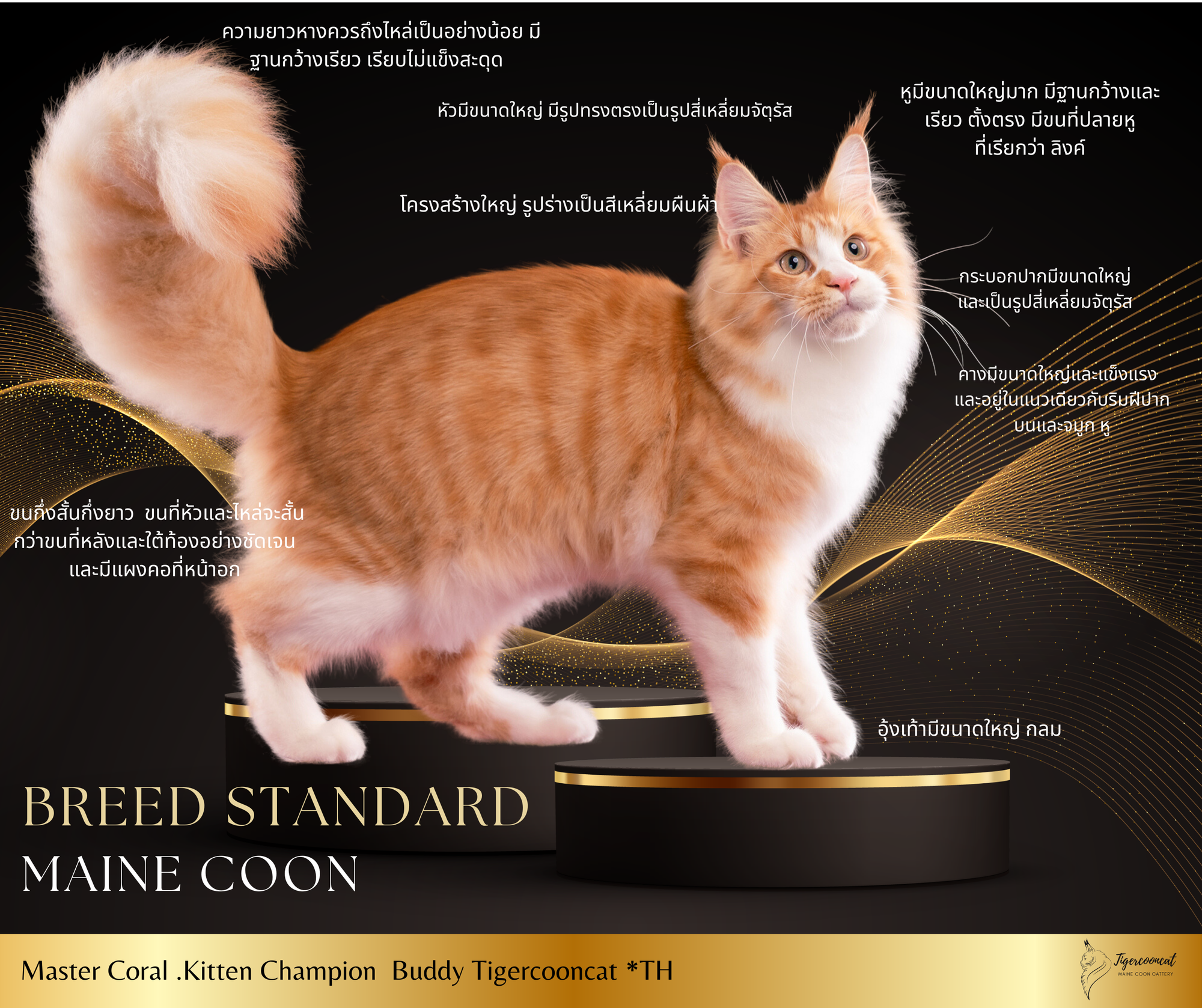 ลักษณะของแมวเมนคูนแท้ ตามมาตรฐาน WCF
