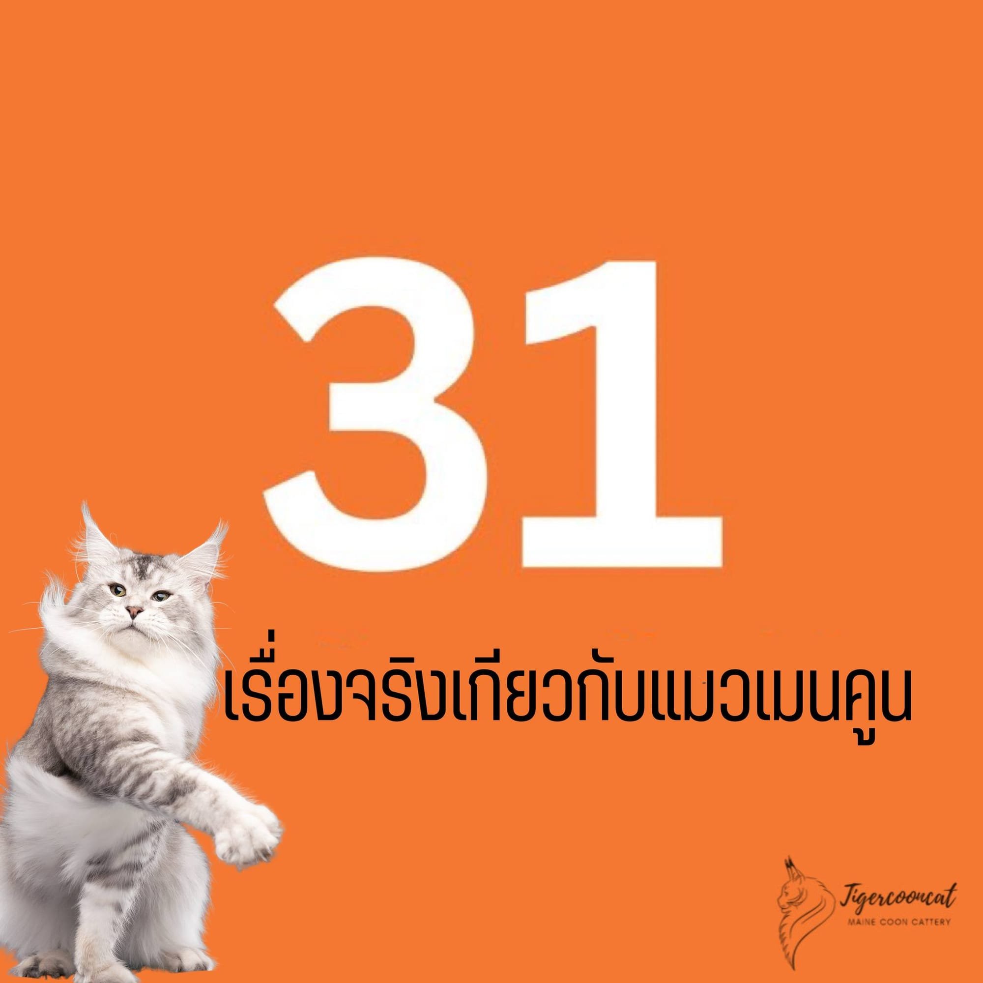 31 เรื่องจริงเกี่ยวกับแมวเมนคูน